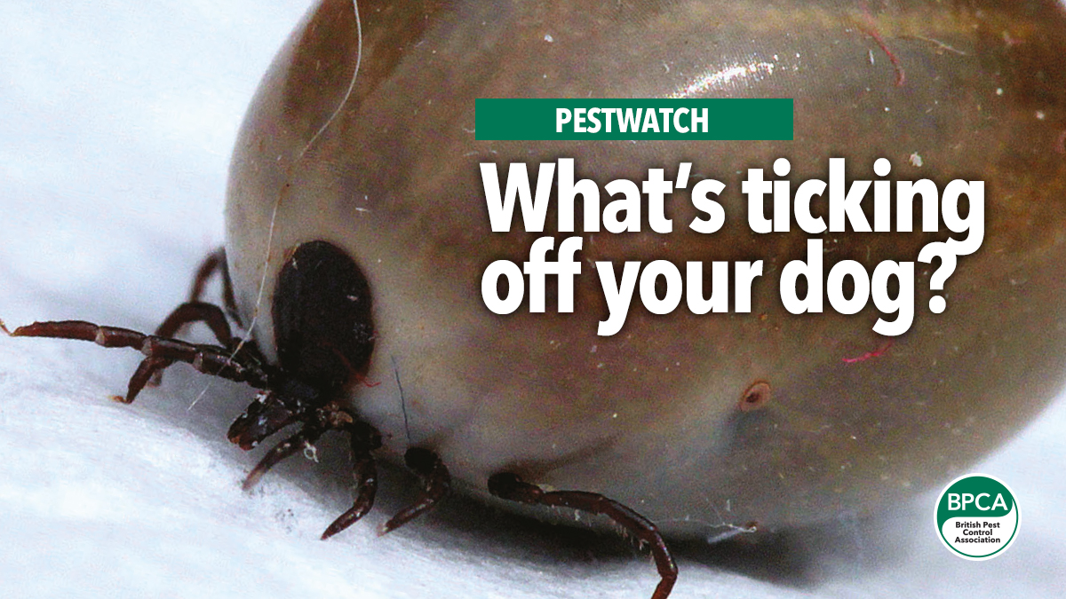 what-ticking-off-your-dog-pestwatch-bpca4 what-ticking-off-your-dog-pestwatch-bpca4